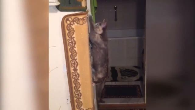 Кошка играет с тампоном Ob ))) Это любимая игрушка нашей кошки! смотреть онлайн