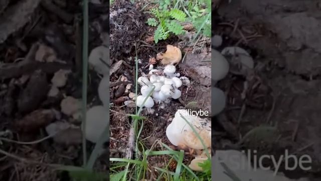 Wild Mushrooms #mushrooms #mycelium смотреть онлайн