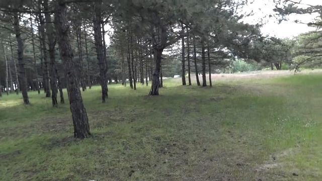 за грибами и дровами) смотреть онлайн