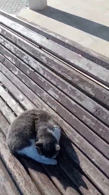 Морской Котик смотреть онлайн