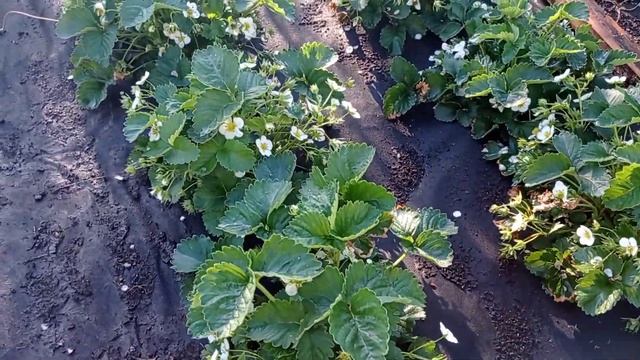 Купчиха Украина 15 мая 2021