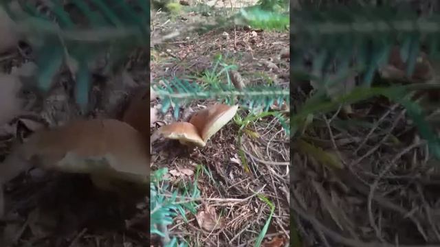 файнезна т.охота,16.09.21 смотреть онлайн