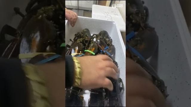 Лобстеры или Омары смотреть онлайн