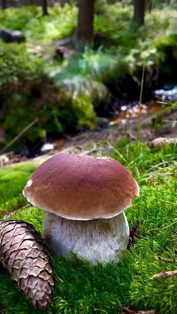 Красивые грибы. #грибы #2024 #mushroom смотреть онлайн