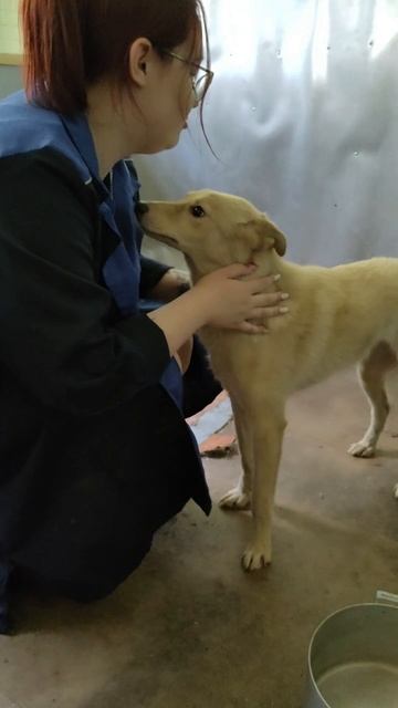 Работа кипит полным ходом!/The work is in full swing! #приют #dog #приют #shelter #animals смотреть онлайн