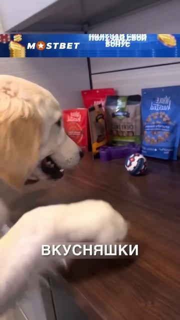 Офис с собачками 🥰#истории #история #новости #новость #shorts смотреть онлайн