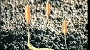 КОРДИЦЕПС ПРИМЕНЕНИЕ