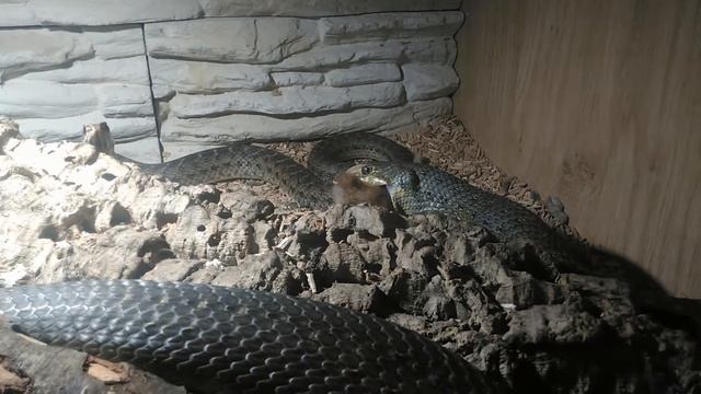 Malpolon insignitus, male feeding on chicken смотреть онлайн