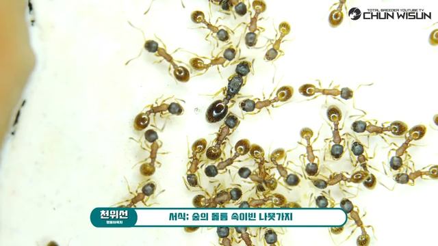 한국의개미 5편 - 삼색도토리개미 смотреть онлайн