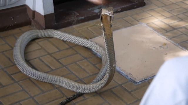 King Cobra Ready To Attack at a Snake Farm in Bangkok, Thailand смотреть онлайн