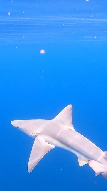 Surrounded by sharks on jet ski (Don’t fall in) #shorts смотреть онлайн