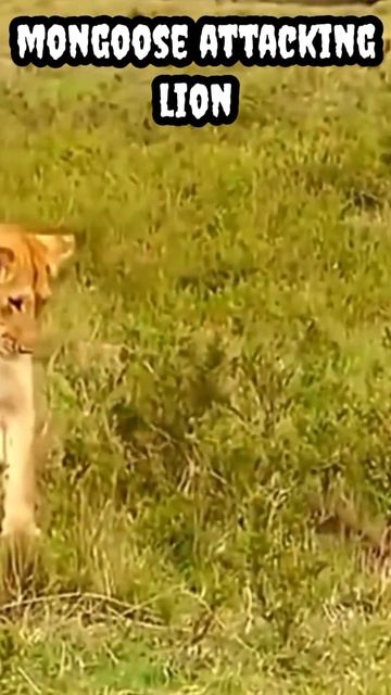 Mongoose attacking lion #shorts #viral #trending #animals смотреть онлайн