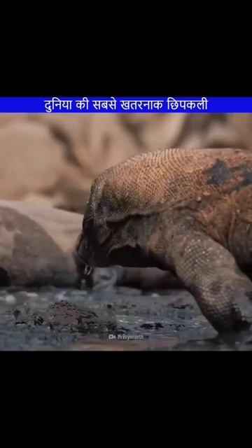 komodo dragon #knowledgefacts смотреть онлайн
