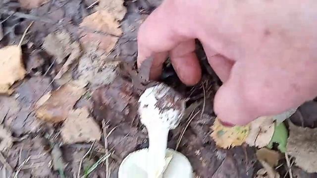 Подскажите что это? смотреть онлайн