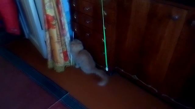 Кошачий траур.....? смотреть онлайн