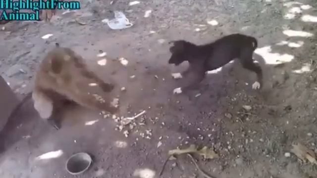 САМЫЙ СМЕШНОЙ БОЙ МЕЖДУ ОБЕЗЬЯНОЙ И СОБАКОЙ)) смотреть онлайн