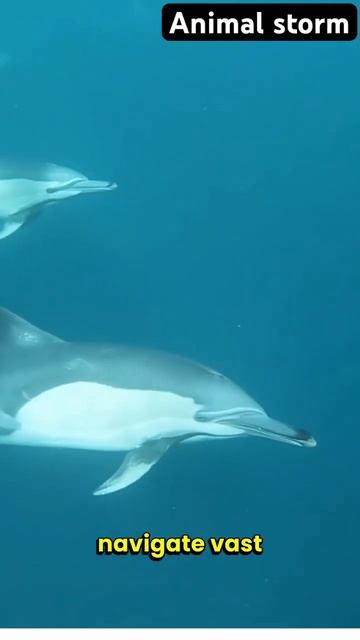 The Dolphin😍 #anime #shorts #viral смотреть онлайн