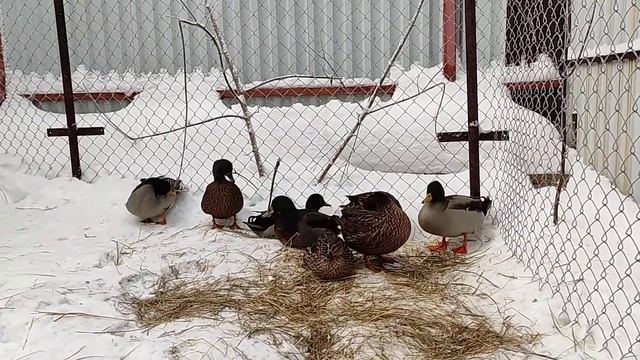 Корзина для подсадных уток