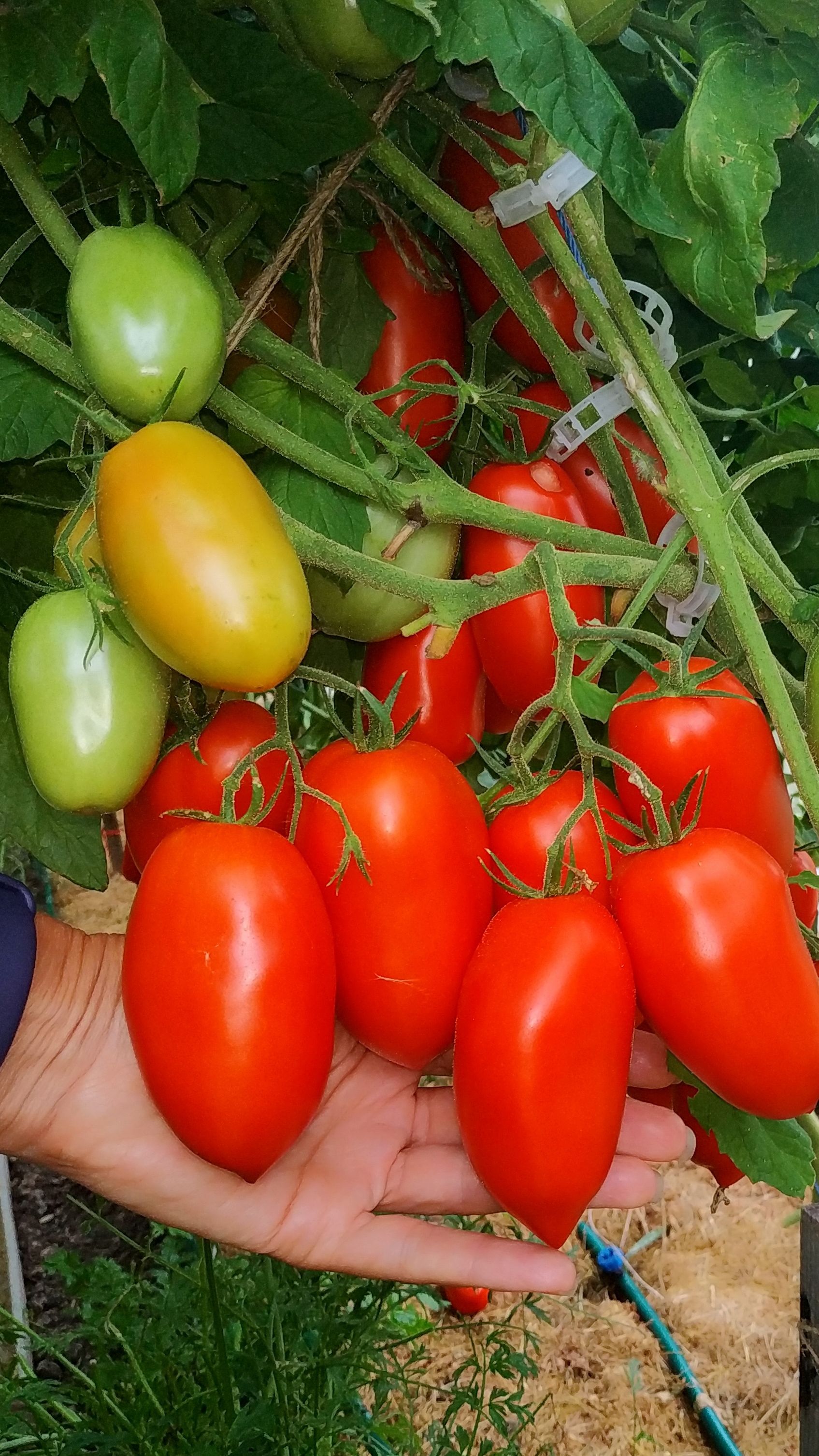 Обзор томатов в моей теплице.