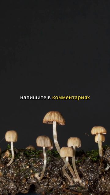 О Каком Медицинском Грибе Вы Хотели Бы Узнать в Нашем Следующем Видео?
