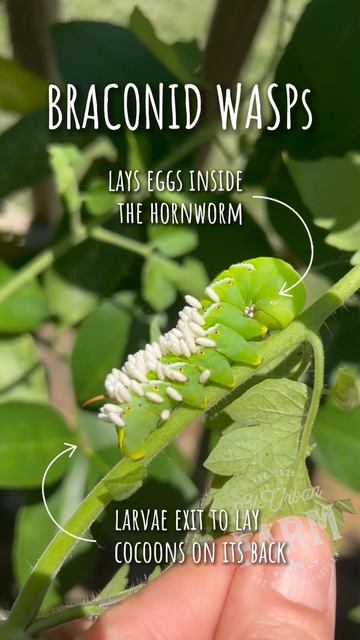 If you see a hornworm with white sacks on its back, leave it! It’s now a host for braconid wasps. смотреть онлайн