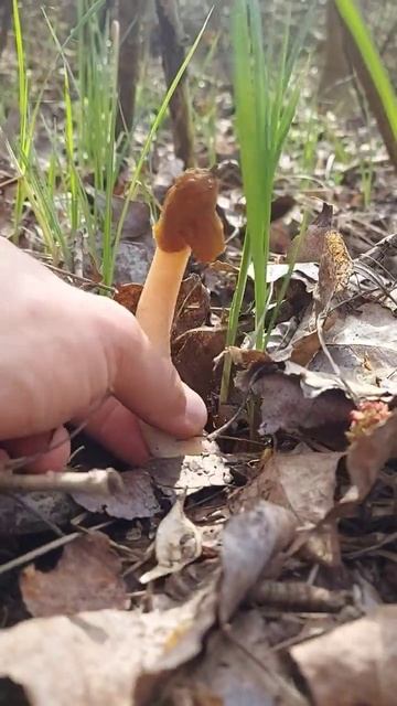 Smrčkovec český (Verpa Bohemica)