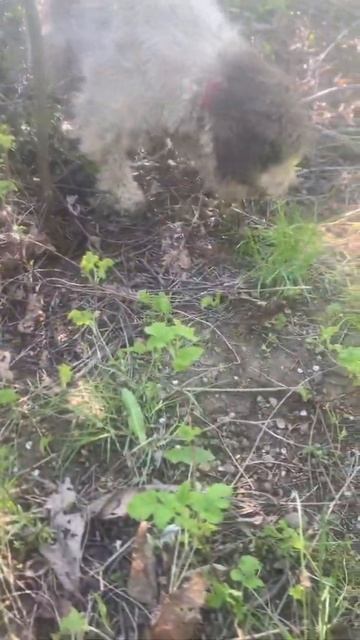 tartufi смотреть онлайн