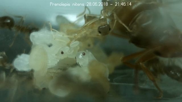 Prenolepis Nitens, 28.06.2018