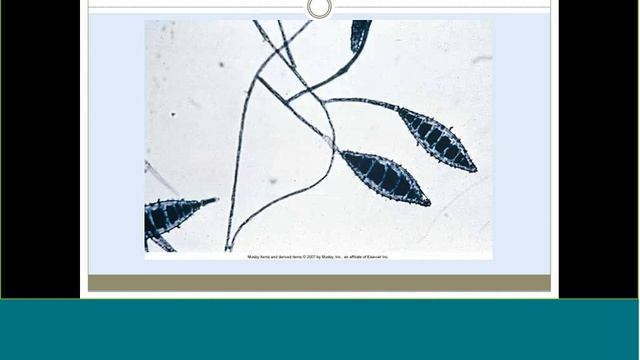 Week 1 Lecture Micro II смотреть онлайн