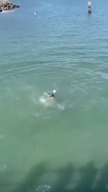 dolphin fish kill seagull. ⬇️ #shorts #animals смотреть онлайн