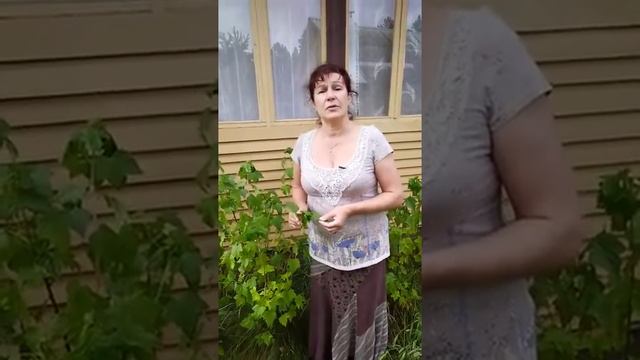 Польза чёрной смородины! Как правильно собирать ЧЁРНУЮ СМОРОДИНУ? смотреть онлайн