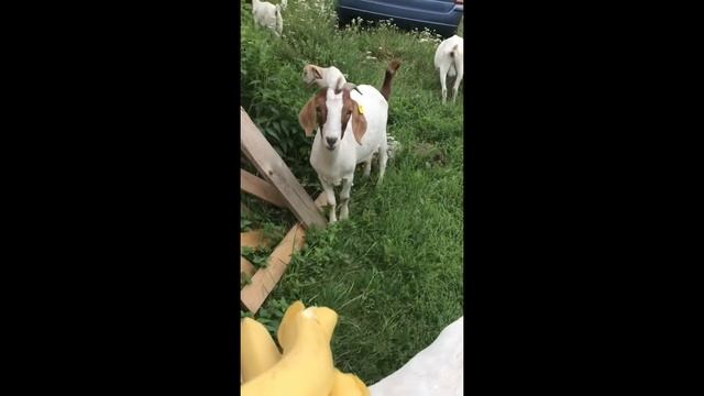 Мартышки прислали подарок. Оценят ли козы? смотреть онлайн