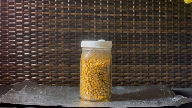 How To Inoculate Mushroom Grain Spawn