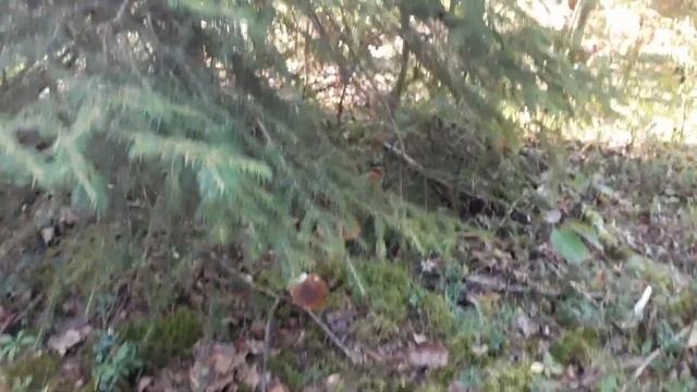 аномалия белых грибов 2020 год