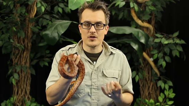 Episode #19 - Do snakes have scales instead of skin? смотреть онлайн