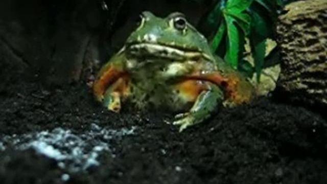 Graboune (My Giant African Bullfrog / Ma Pyxicephalus adspersus) eating 3 Dubia roaches смотреть онлайн