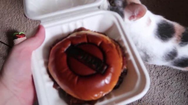Biscotti gives the camera the claw смотреть онлайн