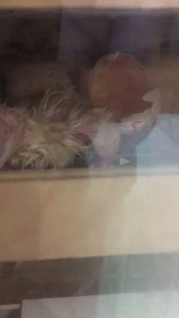 Первоначальный этап развития индюшат бройлеров смотреть онлайн