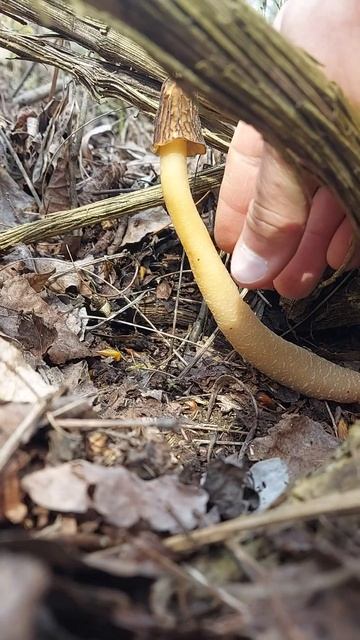 Smrčkovec český (Verpa Bohemica)