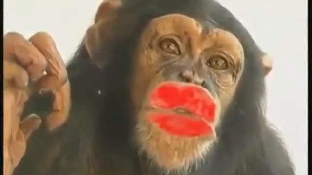 Обезьяна тебя целует смотреть онлайн