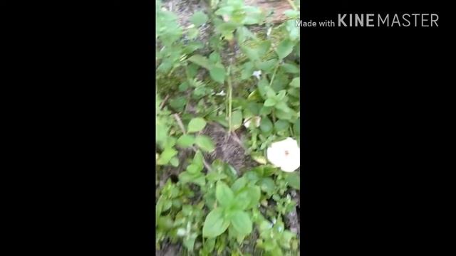 Tidak sengaja nemu Cendawan/ jamur barat waktu lagi kerja смотреть онлайн