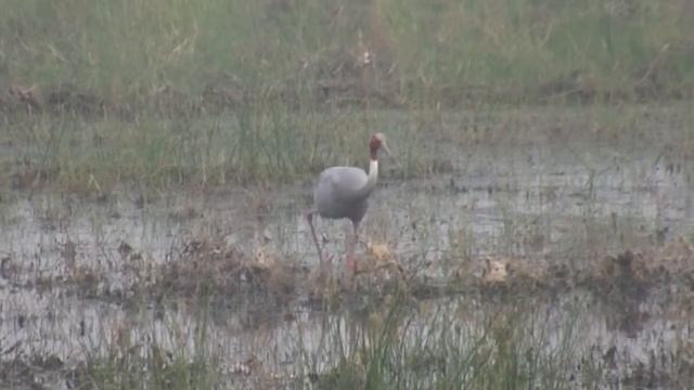 Sarus Crane (Grus antigone) смотреть онлайн