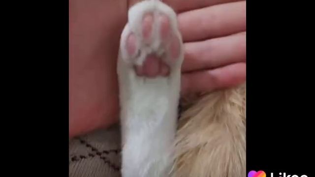 Я люблю тебя Я люблю нефть когда я нефть