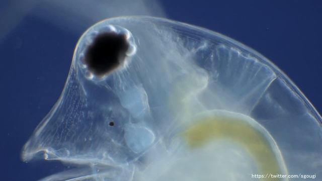 ミジンコDaphnia pulexの複眼の動き　【淡水のプランクトン】 смотреть онлайн