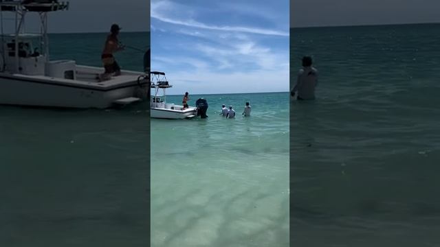 Fishing charter catches massive tarpon off Longboat Key, Florida смотреть онлайн