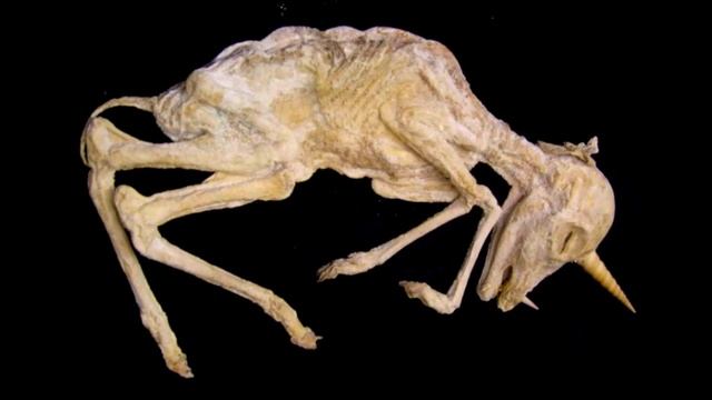 Un fósil demuestra que los unicornios habitaron hasta hace sólo 29 mil años смотреть онлайн