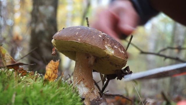 Осенний лес - Боровики, подберёзовики, трюфеля смотреть онлайн