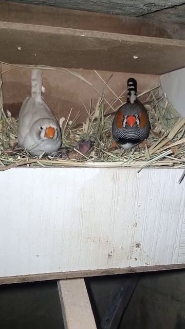 zebra finch male .Whit finch female .👉#shortvideo #geonewslive #arynews смотреть онлайн