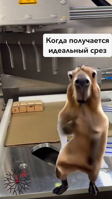 Работаем чтобы все радовались, даже капибара 🙂 #trends #юмор #оборудование #тренды #food #капибара смотреть онлайн