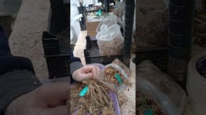 Готовлю клубни низкорослых георгин к посадке